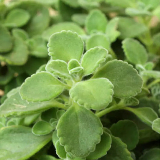 Ajwain / Carom Native Desi Seeds | Open Pollinated