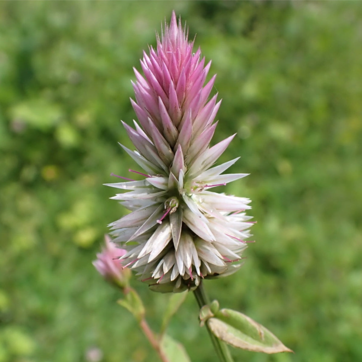 Cock's Comb / Kurudu Native Desi Seeds | Open Pollinated