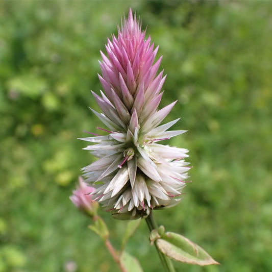 Cock's Comb / Kurudu Native Desi Seeds | Open Pollinated