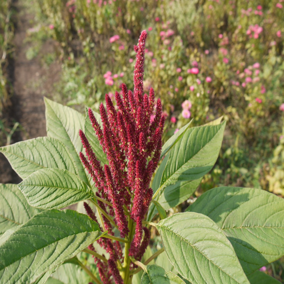 Amaranth / Rajgira Native Desi Seeds | Open-Pollinated - NEUTRIFARM | Harvesting Health