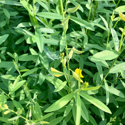 Sunn Hemp / Taag Native Desi Seeds | Open Pollinated