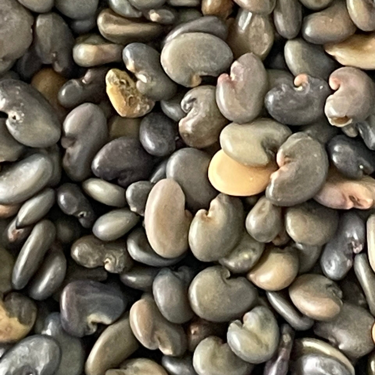 Sunn Hemp / Taag Native Desi Seeds | Open Pollinated