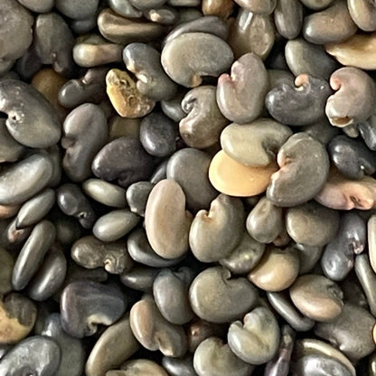 Sunn Hemp / Taag Native Desi Seeds | Open Pollinated