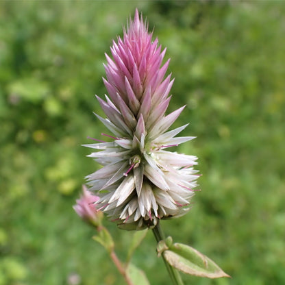 Cock's Comb / Kurudu Native Desi Seeds | Open Pollinated