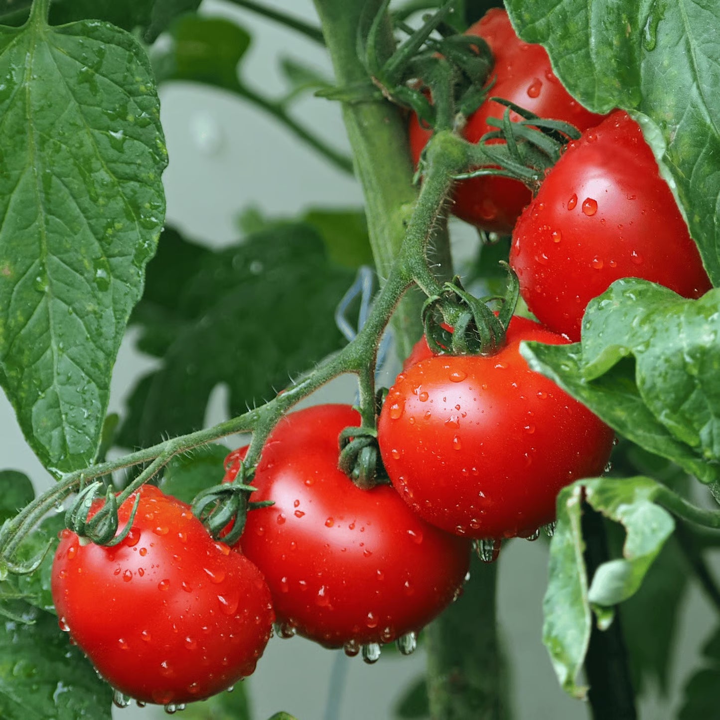 Desi Tomato Native Seeds | Open Pollinated