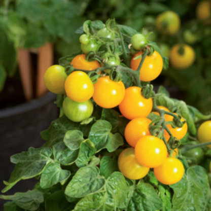 Yellow Cherry Tomato Native Desi Seeds | Open Pollinated