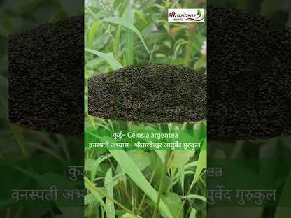 Silver Cock's Comb / Kurdu Native Desi Seeds | Open Pollinated